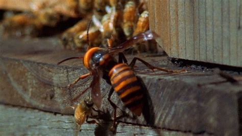 Come difendersi dall'invasione degli insetti neri in casa.